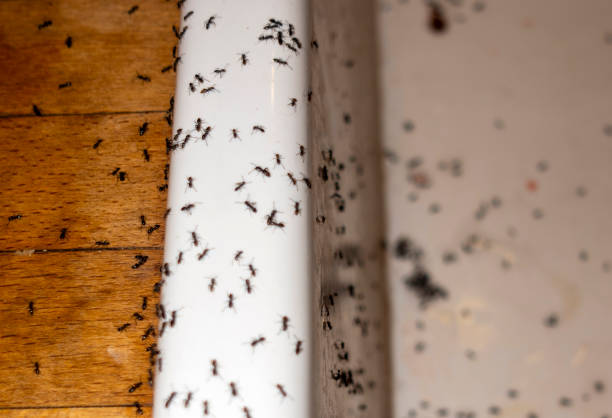 Best Cockroach Control Services  in South Windham, CT