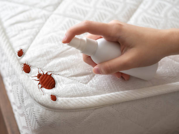 Best Exterminator Services  in South Windham, CT