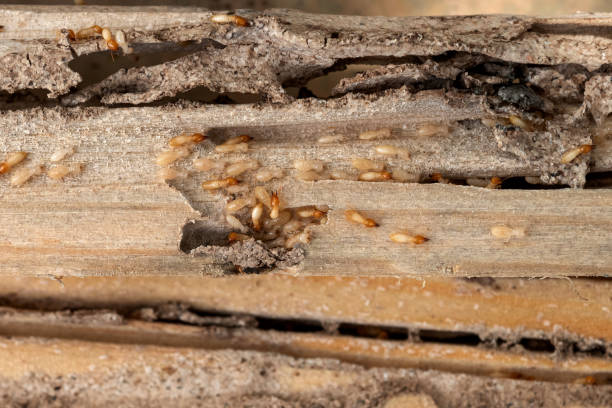 Best Bed Bug Extermination  in South Windham, CT