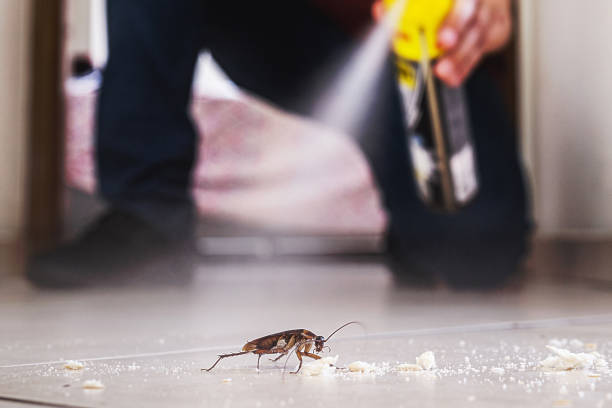 Best Mosquito Control Services  in South Windham, CT