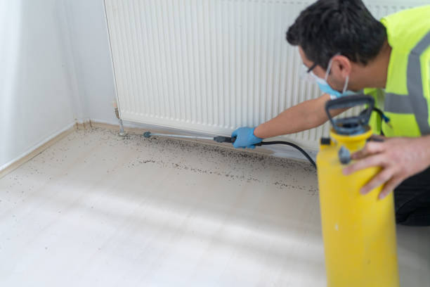 Wasp Removal Services in South Windham, CT